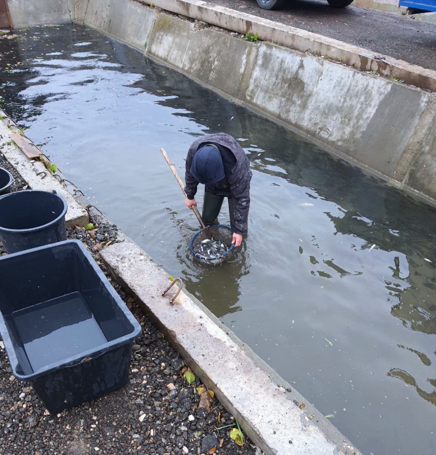 В Саратовской области в Волгу выпустили 4,8 млн мальков