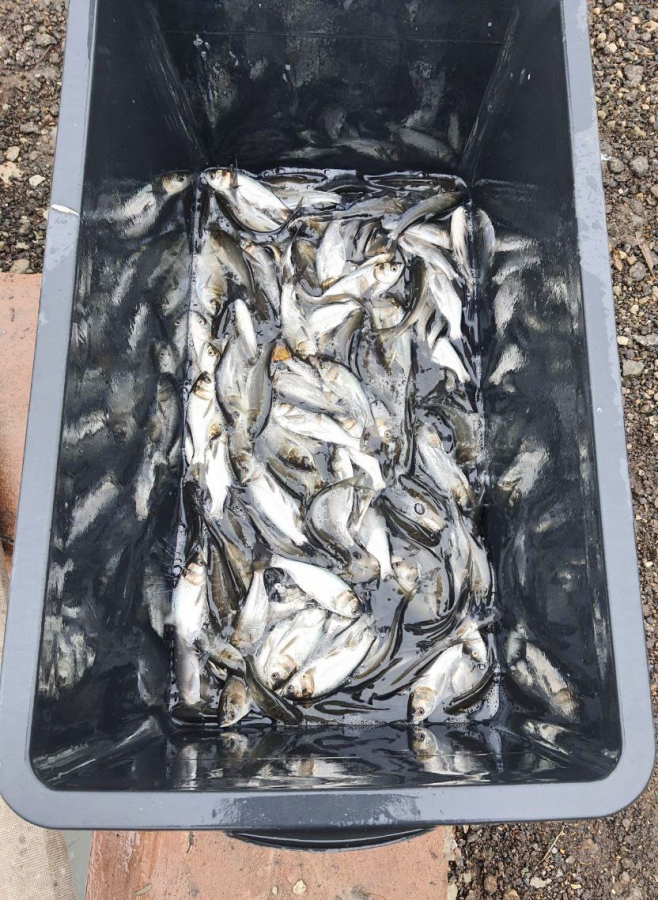 В Саратовской области в Волгу выпустили 4,8 млн мальков