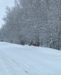 Чиновники Базарно-Карабулакского района восхитились семьей оленей на дороге