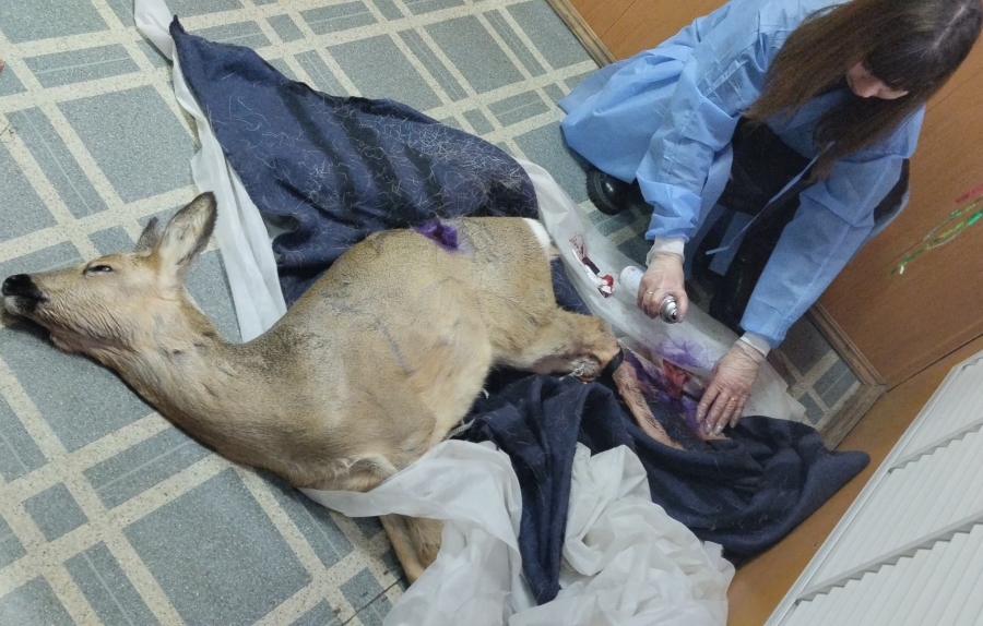 В Ртищеве ветеринары спасли застрявшую в заборе косулю