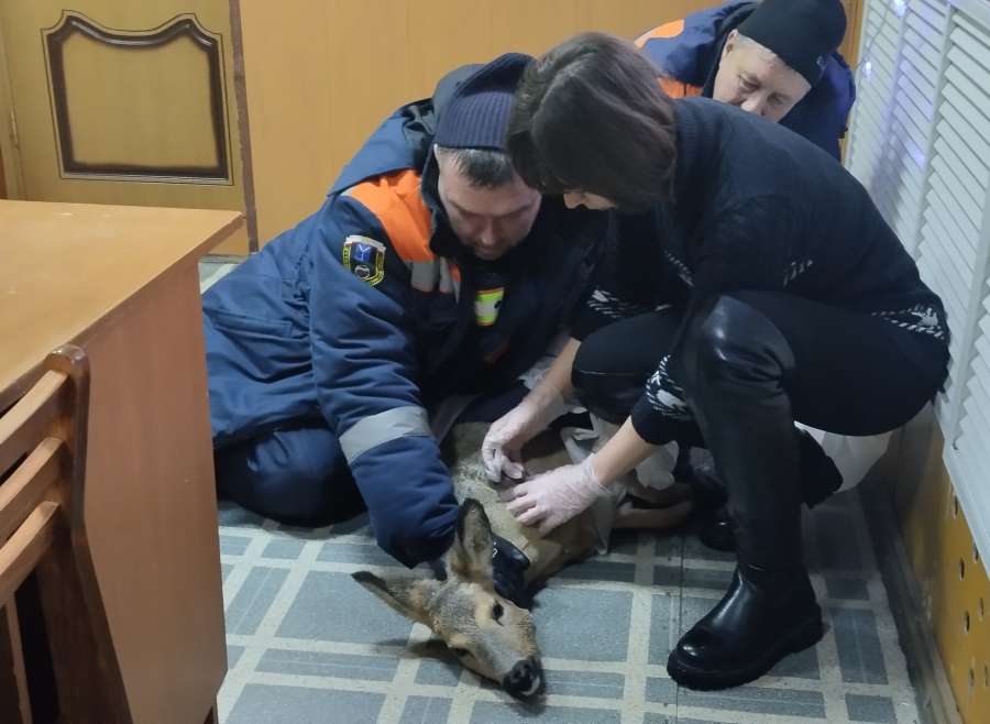 В Ртищеве ветеринары спасли застрявшую в заборе косулю