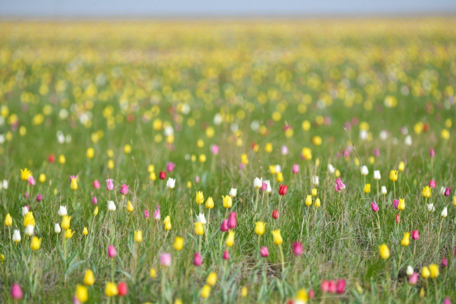 В Ершовском районе появился памятник природы с тюльпанами из Красной книги РФ
