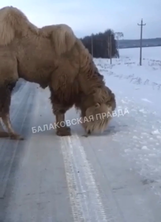 Под Вольском путь водителю на заснеженной дороге перегородил верблюд