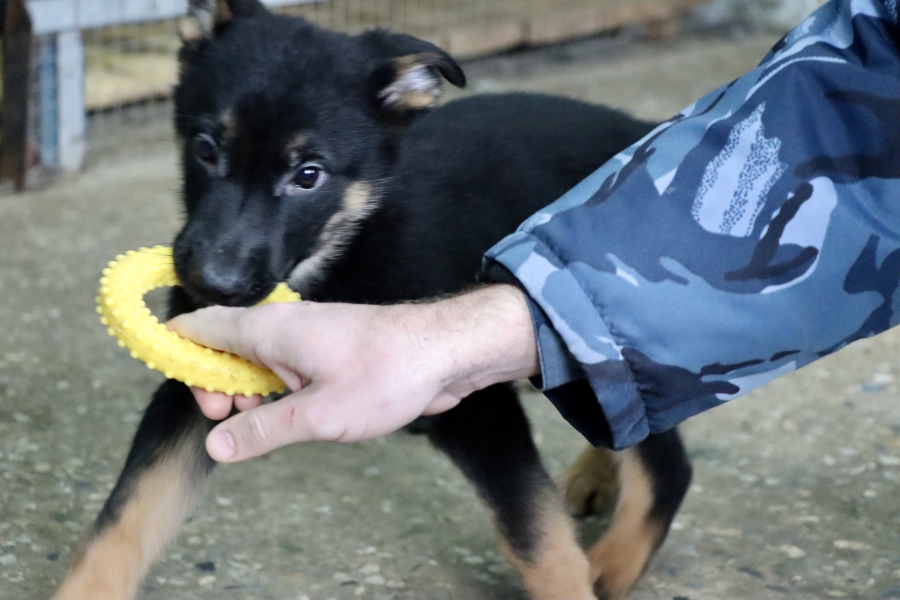 Овчарка питомника УФСИН Яшма родила 7 щенков