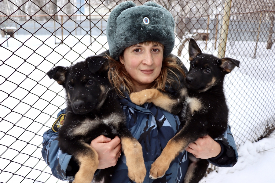 Овчарка питомника УФСИН Яшма родила 7 щенков