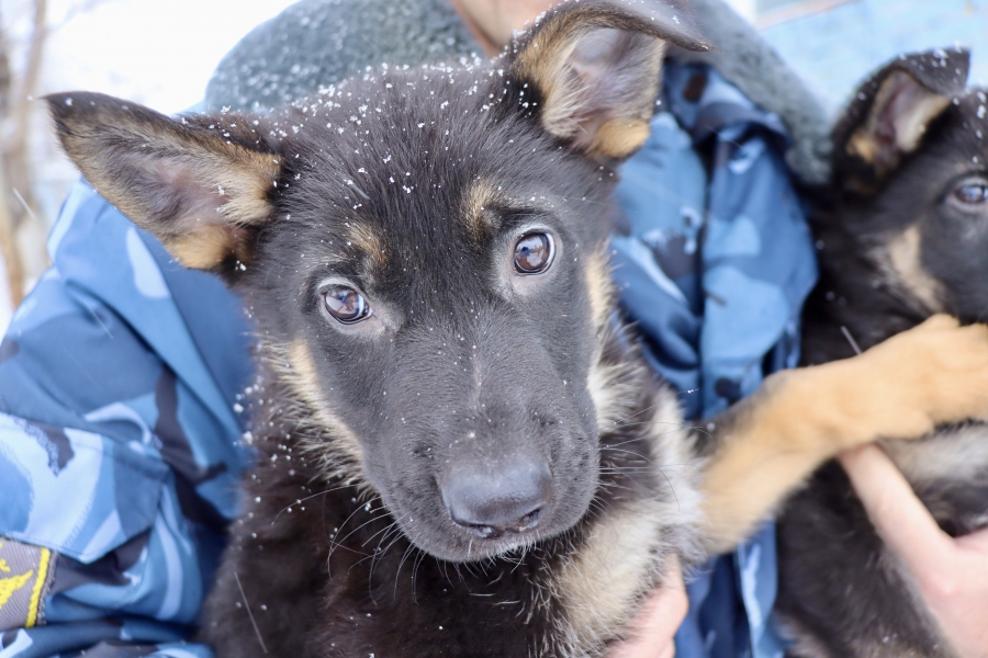 Овчарка питомника УФСИН Яшма родила 7 щенков