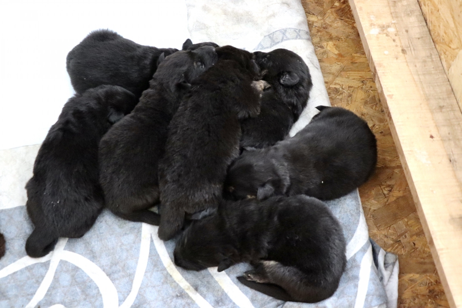 Овчарка питомника УФСИН Яшма родила 7 щенков