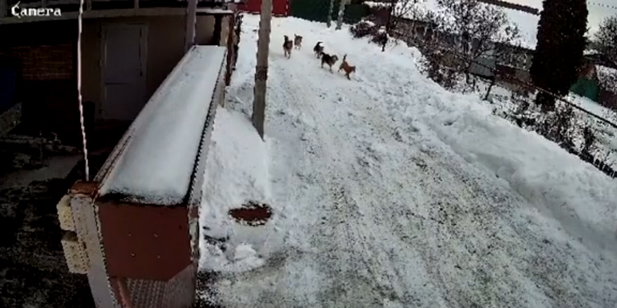 Агрессивный человек слова. Агрессивное поведение - это модель поведения,. Агрессивное поведение детей дошкольного возраста картинки. Агрессивный человек. Агрессивность это в психологии.