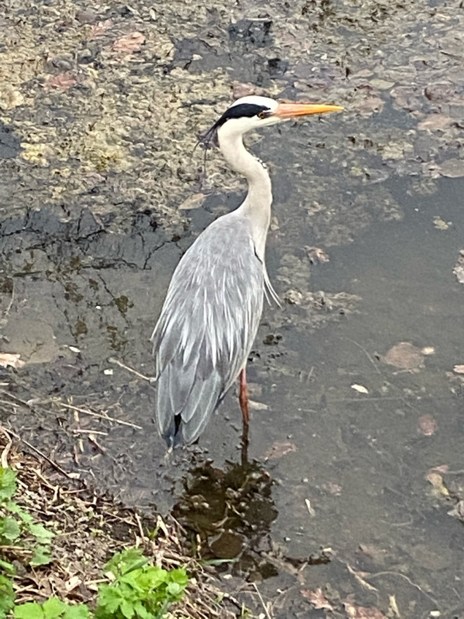 На пруды в горпарке после зимовки выпустили лебедей
