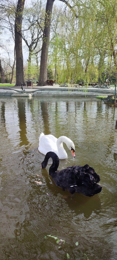 На пруды в горпарке после зимовки выпустили лебедей
