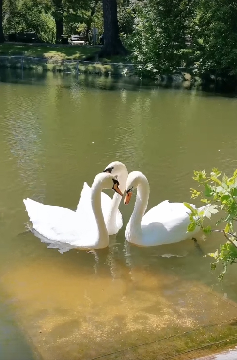 На пруды в горпарке после зимовки выпустили лебедей