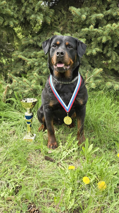 Ротвейлер Хэйди стал лучшей розыскной собакой саратовского УФСИН