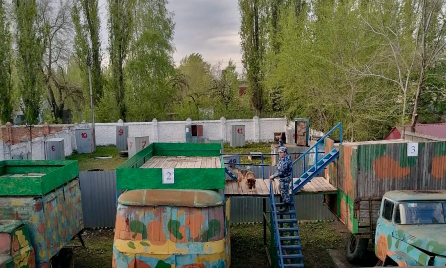 Ротвейлер Хэйди стал лучшей розыскной собакой саратовского УФСИН