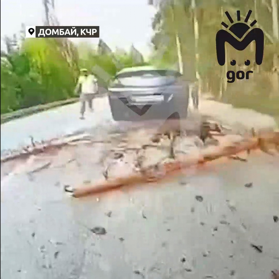 В Карачаево-Черкессии дерево убило 5-летнего мальчика из Саратова