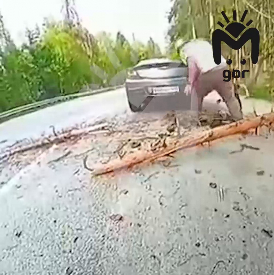 В Карачаево-Черкессии дерево убило 5-летнего мальчика из Саратова