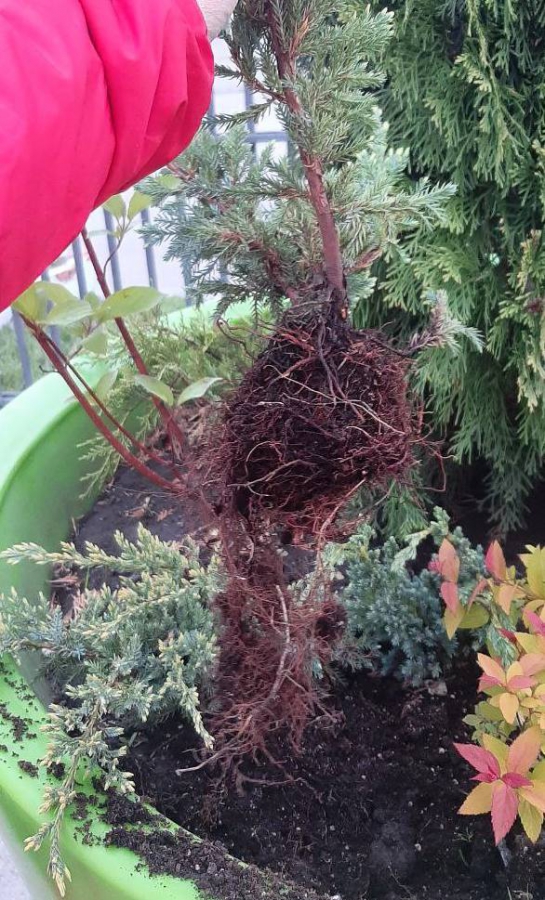 Горожане предотвратили хищение саженцев из вазонов в Заводском районе