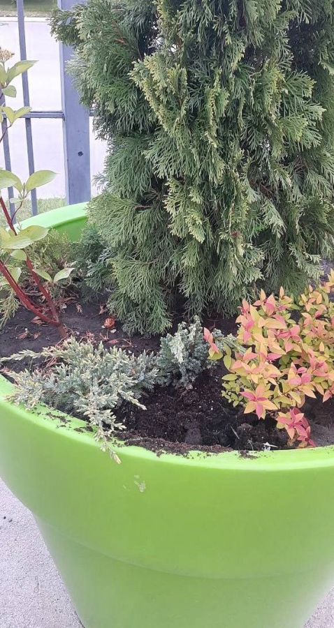 Горожане предотвратили хищение саженцев из вазонов в Заводском районе