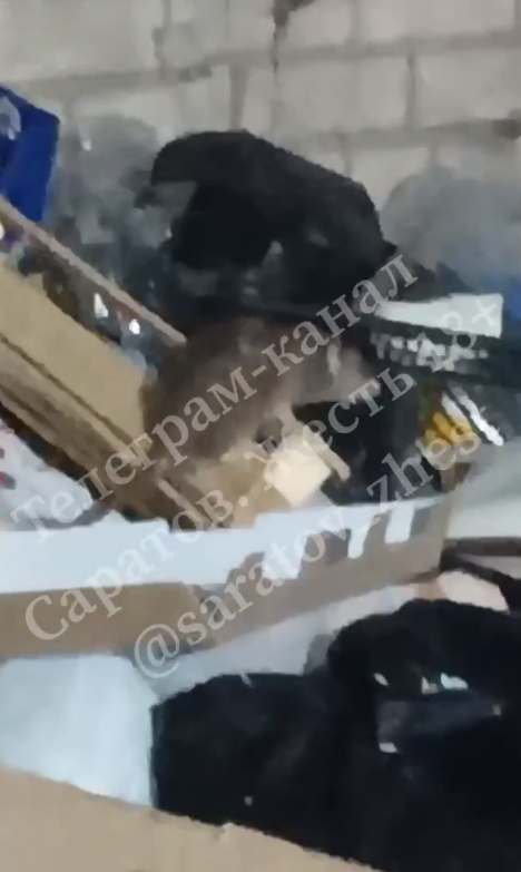 На свалке в Ленинском районе поселились огромные крысы