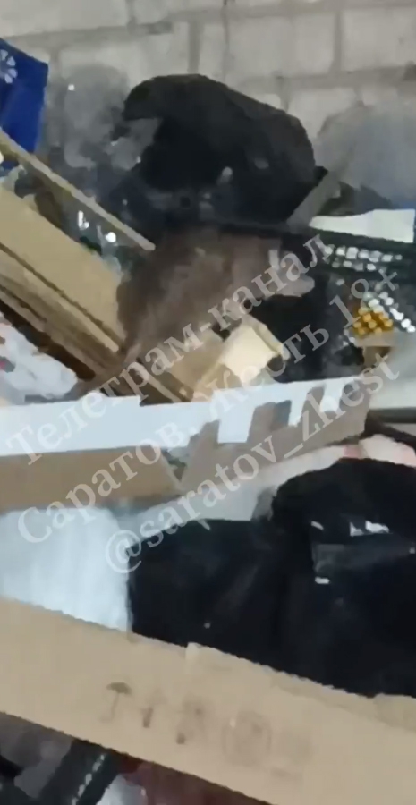 На свалке в Ленинском районе поселились огромные крысы