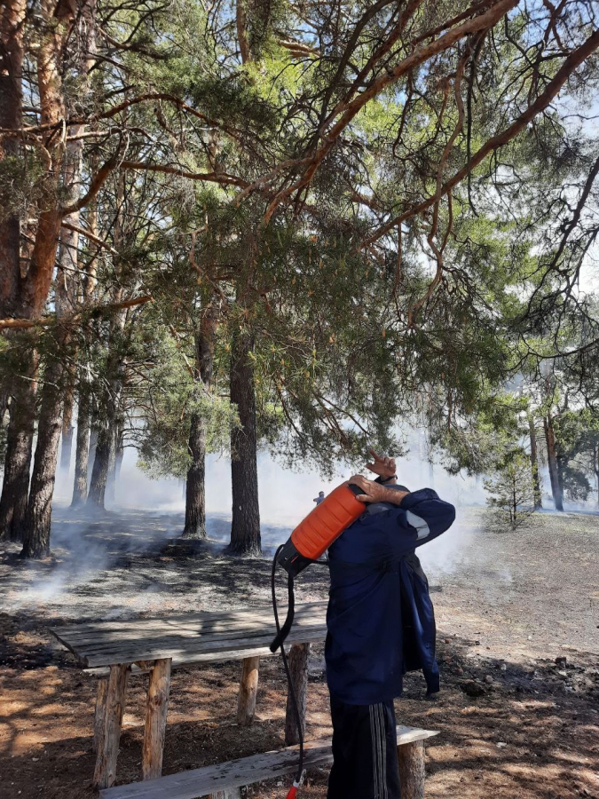 В Воскресенском районе горел лес с вековыми соснами