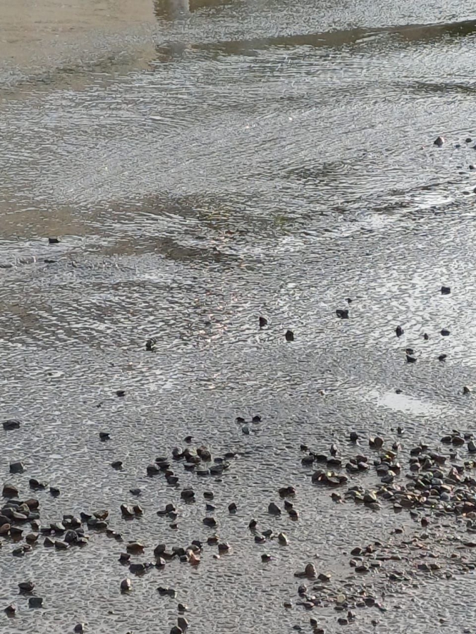 На Железнодорожной несколько дней бьет «родник» из-под бордюра