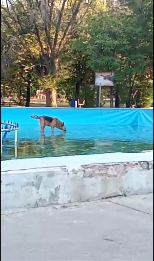 Фонтан в сквере Победы неправильно используют: моют животных, купаются, ломают