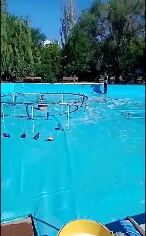 Фонтан в сквере Победы неправильно используют: моют животных, купаются, ломают