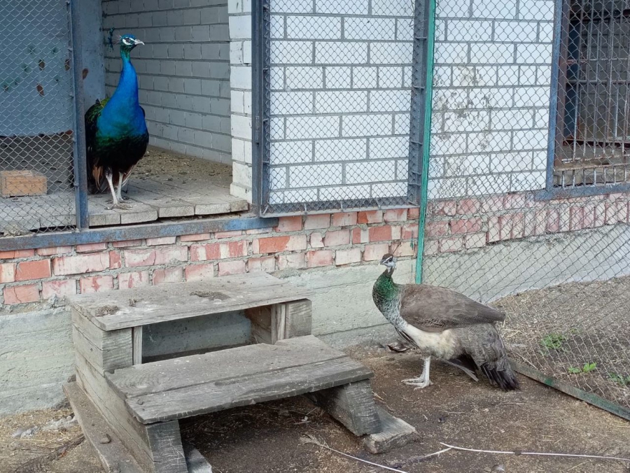 В Хвалынском парке курица высидела шесть птенцов павлина