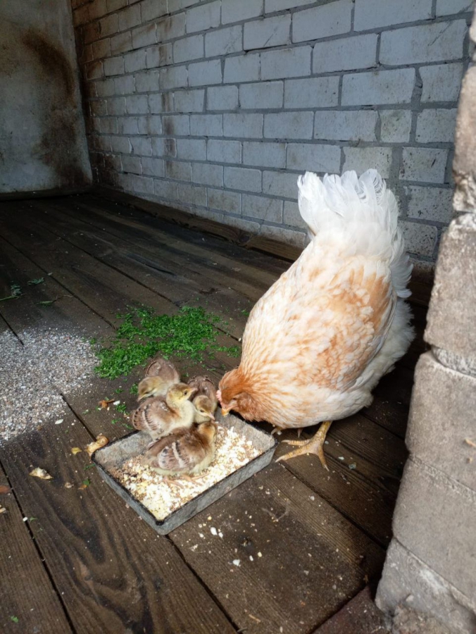 В Хвалынском парке курица высидела шесть птенцов павлина