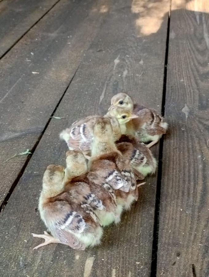 В Хвалынском парке курица высидела шесть птенцов павлина