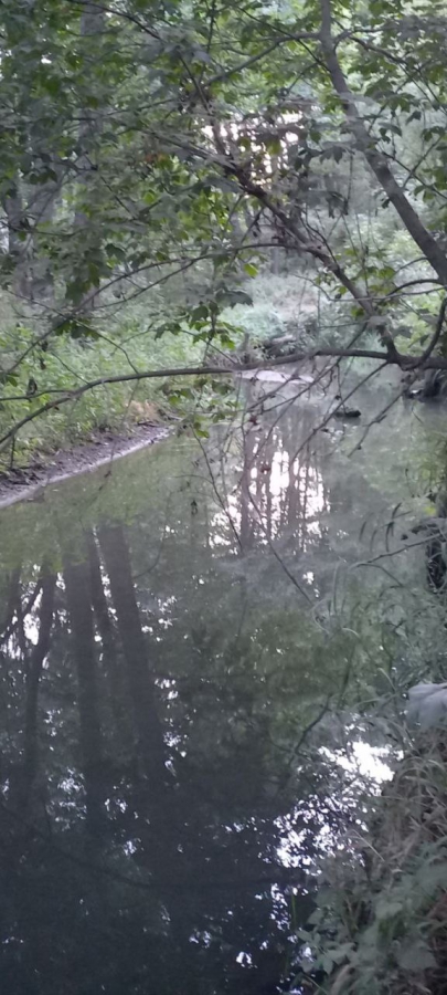 Канализационные стоки из Светлого загрязняют Волгу и земли Саратова