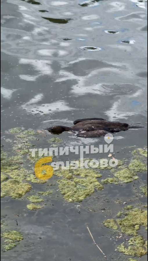 В Балакове пьяные браконьеры расстреляли диких птиц