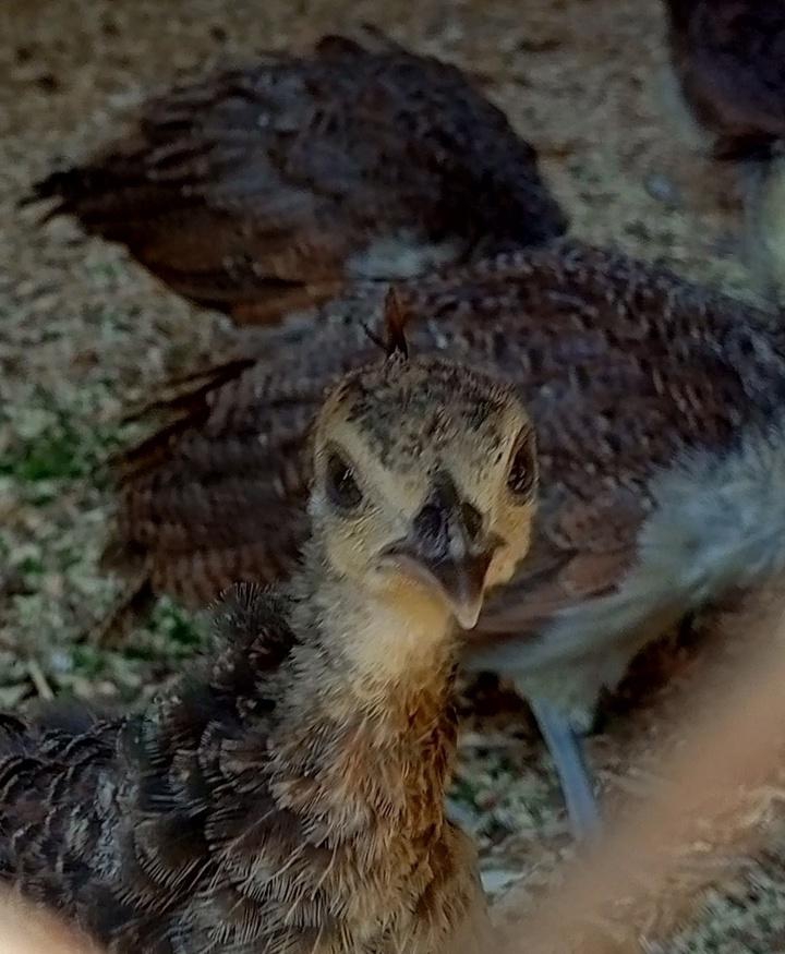 В Хвалынске высиженные несушкой павлины стали вести себя как курицы