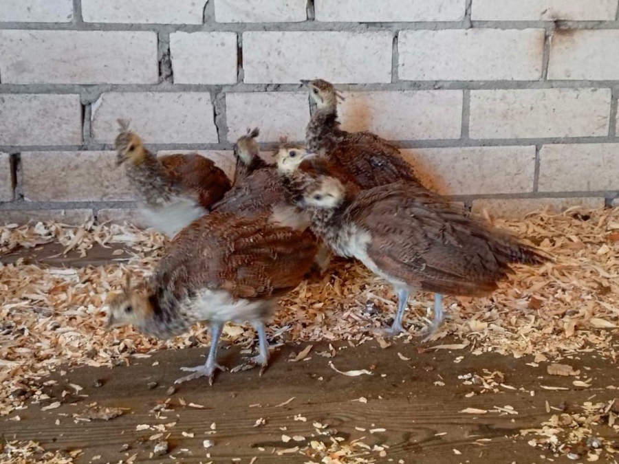 В Хвалынске высиженные несушкой павлины стали вести себя как курицы