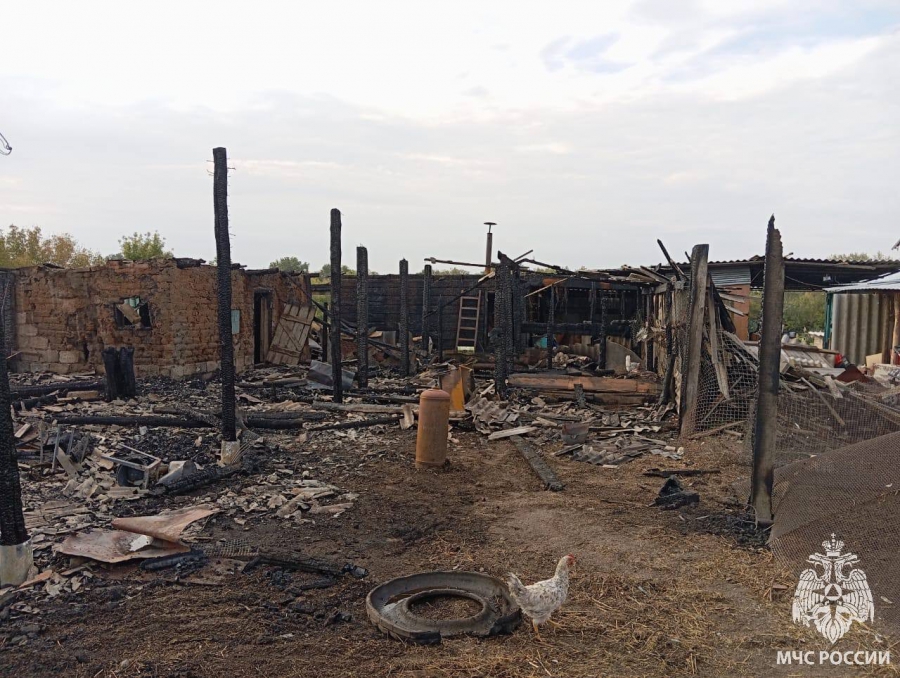 В Пугачевском районе из-за пожара в сарае погибли свиньи и куры