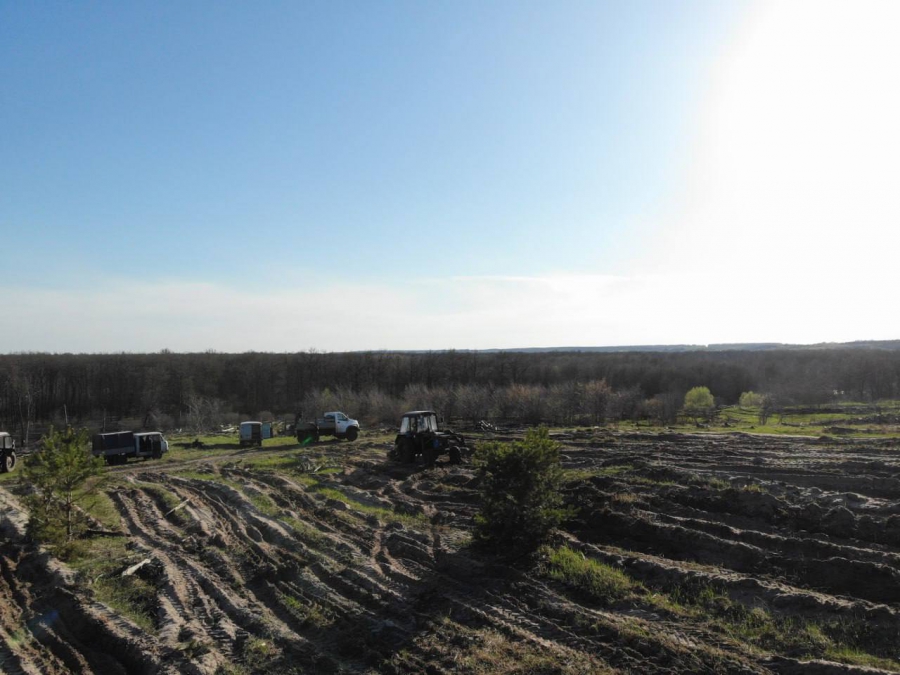 В Саратовской области начали высадку деревьев в 1200 гектаров