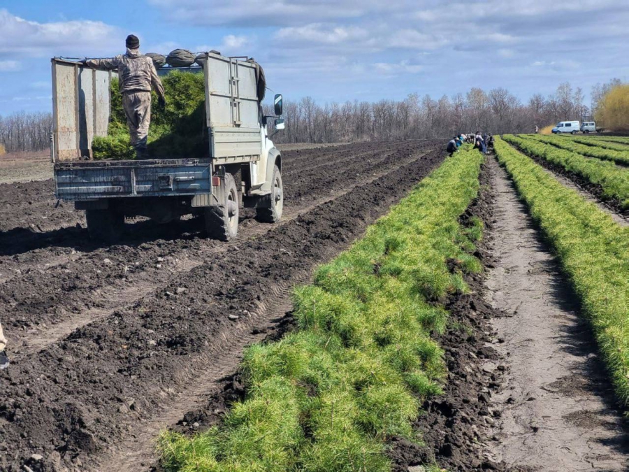 В Саратовской области начали высадку деревьев в 1200 гектаров