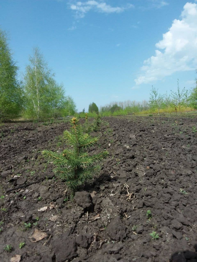 В Саратовской области начали высадку деревьев в 1200 гектаров