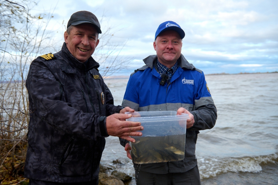 «Газпром трансгаз Саратов» организовал акцию по выпуску молоди сазана в Саратовское и Сурское водохранилища