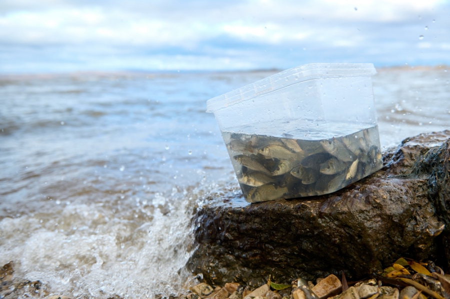 «Газпром трансгаз Саратов» организовал акцию по выпуску молоди сазана в Саратовское и Сурское водохранилища