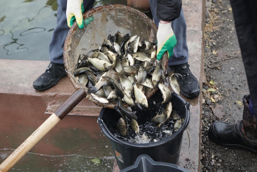 «Газпром трансгаз Саратов» организовал акцию по выпуску молоди сазана в Саратовское и Сурское водохранилища