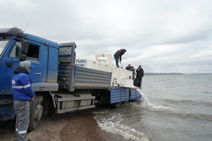 «Газпром трансгаз Саратов» организовал акцию по выпуску молоди сазана в Саратовское и Сурское водохранилища