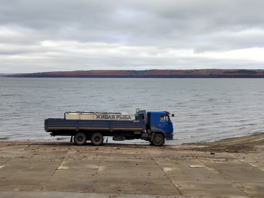 «Газпром трансгаз Саратов» организовал акцию по выпуску молоди сазана в Саратовское и Сурское водохранилища