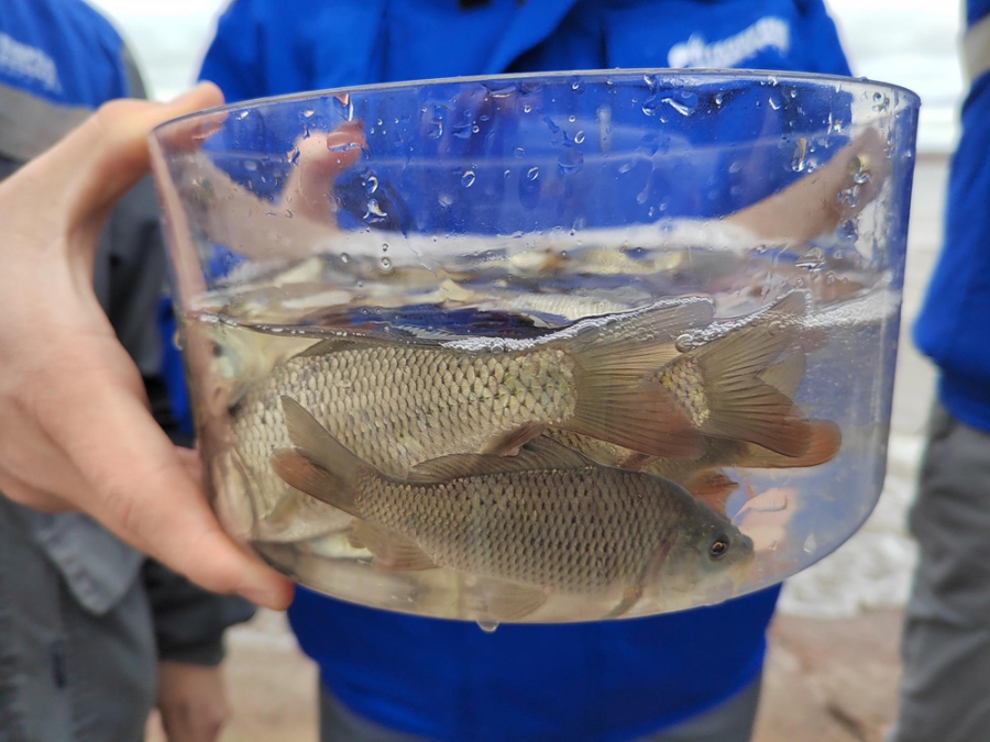 «Газпром трансгаз Саратов» организовал акцию по выпуску молоди сазана в Саратовское и Сурское водохранилища