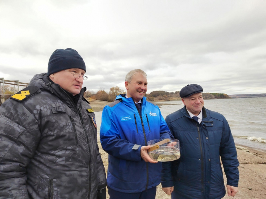 «Газпром трансгаз Саратов» организовал акцию по выпуску молоди сазана в Саратовское и Сурское водохранилища
