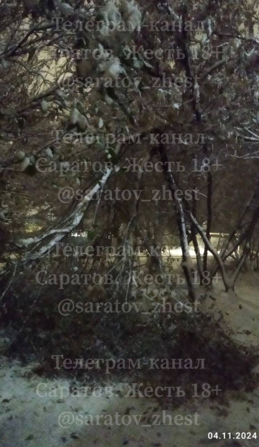 В Саратове многие деревья не выдержали первого снега и упали