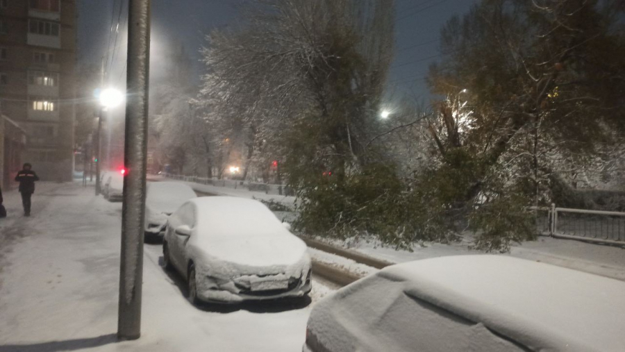 В Саратове многие деревья не выдержали первого снега и упали