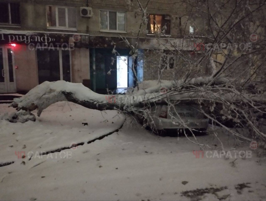В Саратове многие деревья не выдержали первого снега и упали