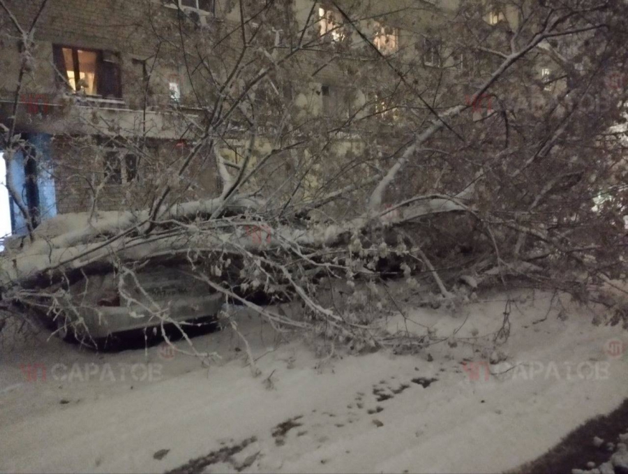 В Саратове многие деревья не выдержали первого снега и упали