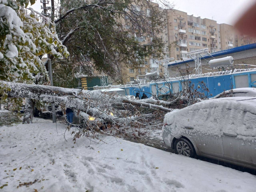 В Саратове многие деревья не выдержали первого снега и упали